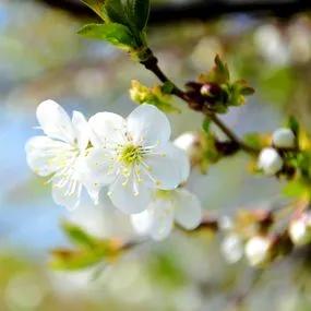 Plum Trees - Rivers Early Prolific (Prunus domestica 'Early Rivers Prolific') 2